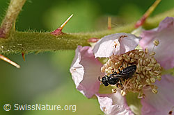 Grobpunktierte Maskenbiene (Hylaeus punctatus) auf Gefurchte Brombeere (Rubus sulcatus) (F169149)