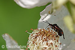 Rote Weichwanze (Deraeocoris ruber) (F169156)