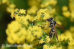Französische Feldwespe (Polistes dominula) an Echtes Labkraut (Galium verum) (02.07.2020, F169700)