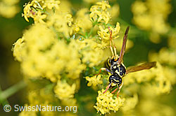 Paper wasp (Polistes dominula) on Galium verum (F169701)