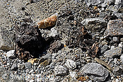 Photo: Wood find no. 1 at the Unteraar glacier