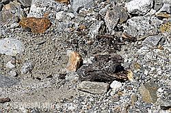 Photo: Wood find no. 1 at the Unteraar glacier