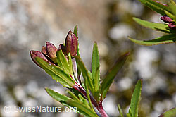 Fleischers Weidenröschen (Epilobium fleischeri) (F169805) Fleischers Weidenröschen (Epilobium fleischeri) (F169805)