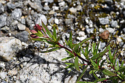 Fleischers Weidenröschen (Epilobium fleischeri) (F169808) Fleischers Weidenröschen (Epilobium fleischeri) (F169808)