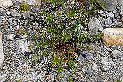 Fleischers Weidenröschen (Epilobium fleischeri) (F169809) Fleischers Weidenröschen (Epilobium fleischeri) (F169809)