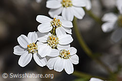 Achillea erba-rotta (F169820)
