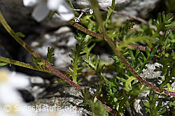 Moschus-Schafgarbe (Achillea erba-rotta) (07.2020, F169821)