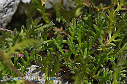 Moschus-Schafgarbe (Achillea erba-rotta) (07.2020, F169823)