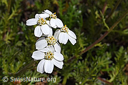 Moschus-Schafgarbe (Achillea erba-rotta) (07.2020, F169825)