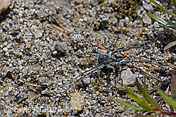 Pardosa saturatior (Wolfspinne) auf Sandboden (F169831)