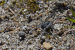 Pardosa saturatior (Wolfspinne) auf Sandboden (F169833)