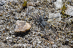 Pardosa saturatior (Wolfspinne) auf Sandboden (F169835)