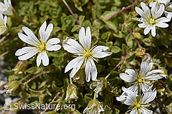 Einblütiges Hornkraut (Cerastium uniflorum) (F169868)