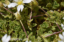 Einblütiges Hornkraut (Cerastium uniflorum) (F169869)