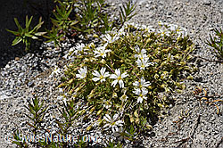 Einblütiges Hornkraut (Cerastium uniflorum) (F169871)