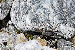 Pardosa saturatior (Wolfspinne) an Stein (F169876)