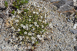 Felsen-Leimkraut (Silene rupestris) (07.2020, F169885)