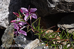Fleischers Weidenröschen (Epilobium fleischeri) (F169894) Fleischers Weidenröschen (Epilobium fleischeri) (F169894)