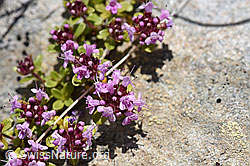 Vielhaariger Thymian (Thymus polytrichus) (07.2020, F169896)