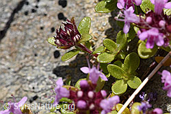 Vielhaariger Thymian (Thymus polytrichus) (07.2020, F169897)
