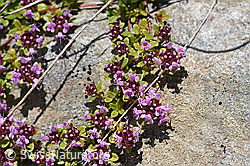 Vielhaariger Thymian (Thymus polytrichus) (07.2020, F169898)