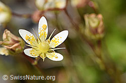 Moosartiger Steinbrech (Saxifraga bryoides) (F169899) Moosartiger Steinbrech (Saxifraga bryoides) (F169899)