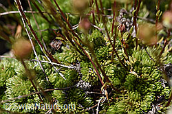Moosartiger Steinbrech (Saxifraga bryoides) (F169900) Moosartiger Steinbrech (Saxifraga bryoides) (F169900)