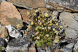 Moosartiger Steinbrech (Saxifraga bryoides) (F169901) Moosartiger Steinbrech (Saxifraga bryoides) (F169901)