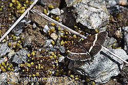 Pyrausta cingulata (Rüsselzünsler) (F169909) Pyrausta cingulata (Rüsselzünsler) (F169909)