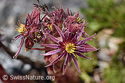 Berg-Hauswurz (Sempervivum montanum) (F169915) Berg-Hauswurz (Sempervivum montanum) (F169915)