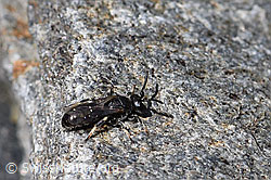 Verkannte Maskenbiene (Hylaeus confusus) (07.2020, F169917)