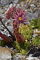 Berg-Hauswurz (Sempervivum montanum) (F169920) Berg-Hauswurz (Sempervivum montanum) (F169920)