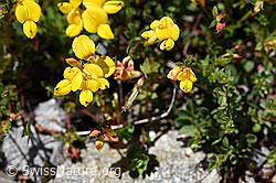 Lotus corniculatus (F169930)