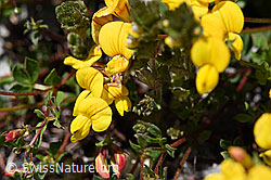 Gewöhnlicher Hornklee (Lotus corniculatus) (07.2020, F169931)