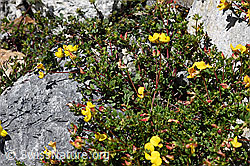 Gewöhnlicher Hornklee (Lotus corniculatus) (07.2020, F169934)