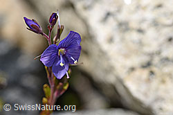 Felsen-Ehrenpreis (Veronica fruticans) (F169936)