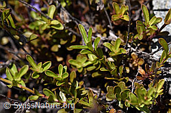 Felsen-Ehrenpreis (Veronica fruticans) (F169938)