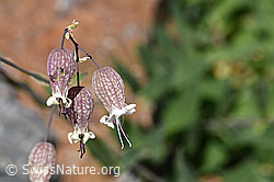 Gemeines Leimkraut (Silene vulgaris) (07.2020, F169944)
