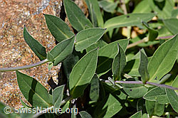 Gemeines Leimkraut (Silene vulgaris) (07.2020, F169945)