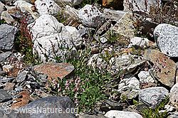 Gemeines Leimkraut (Silene vulgaris) (07.2020, F169947)
