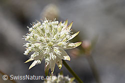 Kleine Sterndolde (Astrantia minor) (F169952)