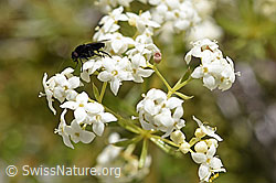 Ungleichblättriges Labkraut (Galium anisophyllon) (07.2020, F169961)