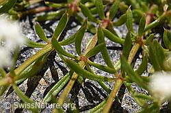 Ungleichblättriges Labkraut (Galium anisophyllon) (07.2020, F169963)