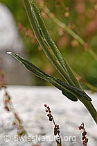 Gemswurz-Greiskraut (Senecio doronicum) (F169975) Gemswurz-Greiskraut (Senecio doronicum) (F169975)