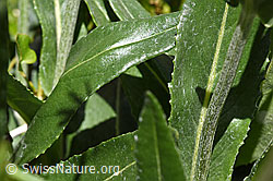 Foto: Gemswurz-Greiskraut (Senecio doronicum)