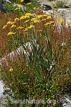 Gämswurz-Greiskraut (Senecio doronicum) (F169979) Gämswurz-Greiskraut (Senecio doronicum) (F169979)