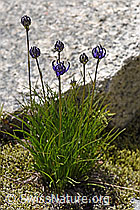 Halbkugelige Rapunzel (Phyteuma hemisphaericum) (F169981) Halbkugelige Rapunzel (Phyteuma hemisphaericum) (F169981)