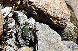 Gallischer Sandlaufkäfer (Cicindela gallica) (F169985)