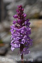 Langspornige Handwurz (Gymnadenia conopsea) (07.2020, F169987)