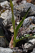 Langspornige Handwurz (Gymnadenia conopsea) (07.2020, F169988)